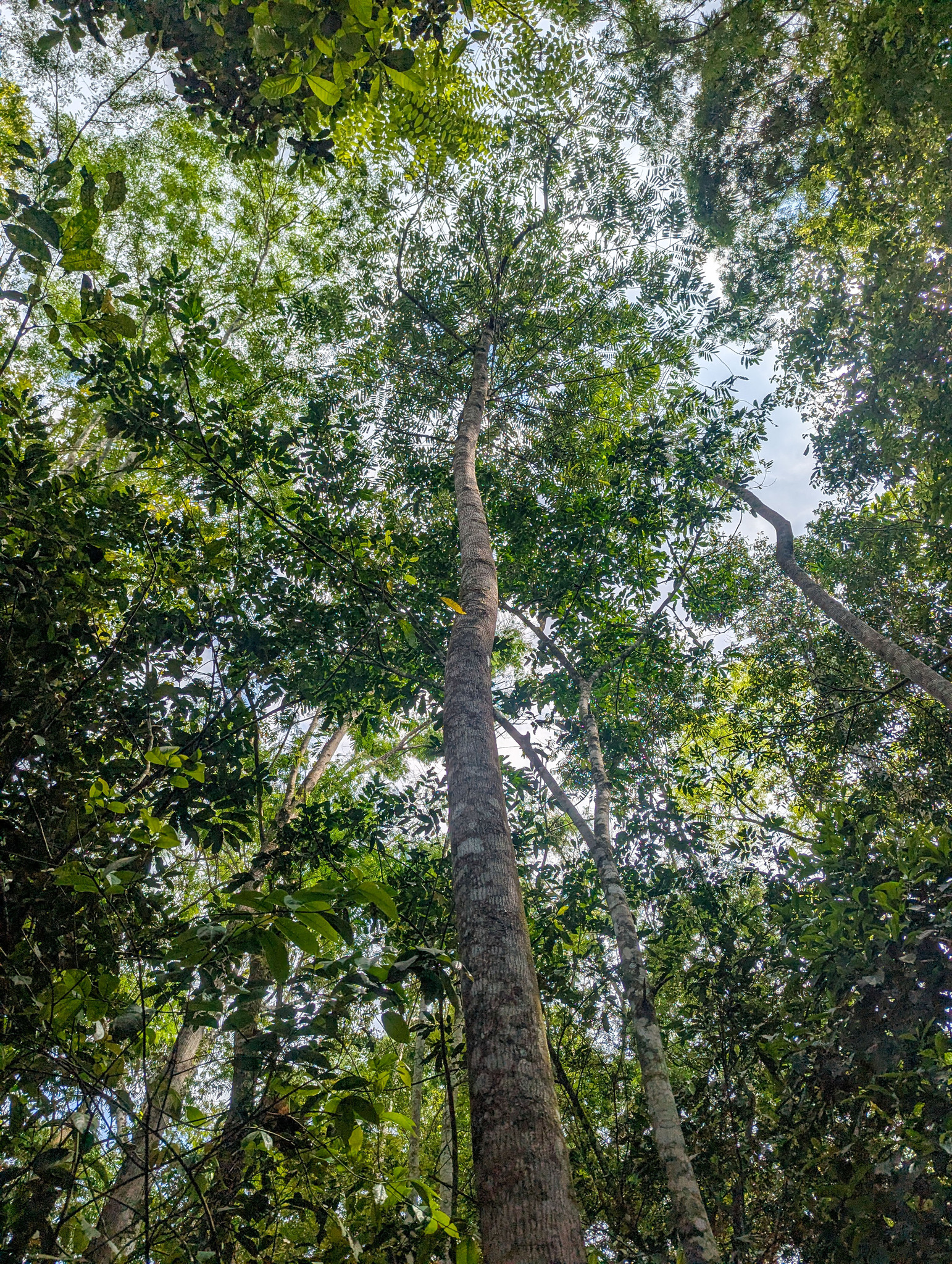 Imagem de Virola bicuhyba