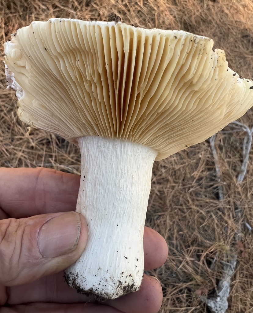Russula brevipes · October 2025 · photo: © matsonburger (iNaturalist, cc-by)