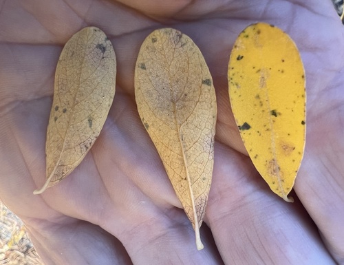 Scouler's willow (Salix scouleriana)