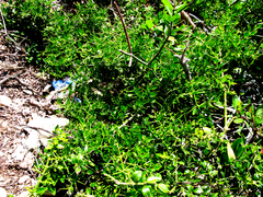 Azima tetracantha pubescens