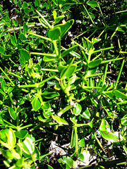 Azima tetracantha pubescens