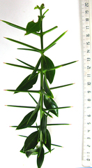 Azima tetracantha pubescens