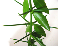 Azima tetracantha pubescens