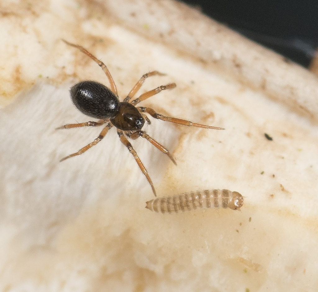 Tapinocyba praecox