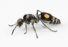 Hoplomutilla