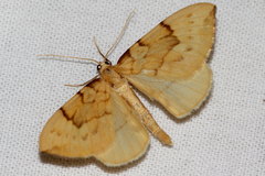Gandaritis pyraliata