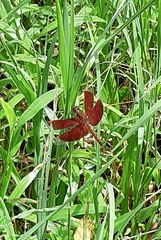 Neurothemis fluctuans