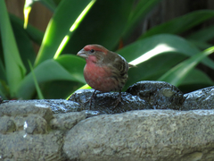 Haemorhous mexicanus