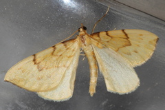 Gandaritis pyraliata