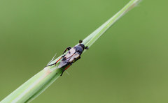 Ripiphoridae
