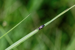 Ripiphoridae