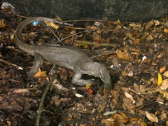 Varanus bengalensis