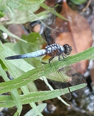 Brachydiplax chalybea