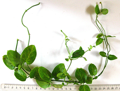 Cynanchum obtusifolium