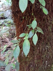 Fieldia australis
