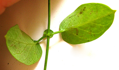 Cynanchum obtusifolium