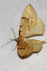 Gandaritis pyraliata