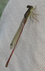 Ceriagrion auranticum