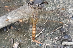 Brachythemis contaminata