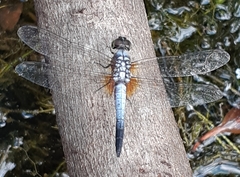 Brachydiplax chalybea