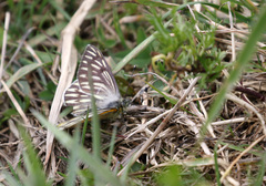 Tatochila xanthodice