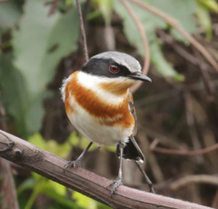 Batis capensis hollidayi