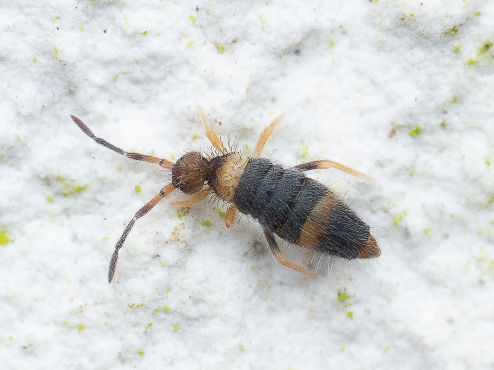 Entomobrya albocincta, photo 1 of 10