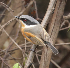 Batis capensis hollidayi