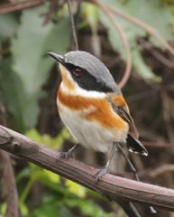 Batis capensis hollidayi
