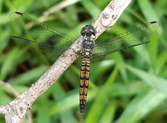 Brachydiplax farinosa