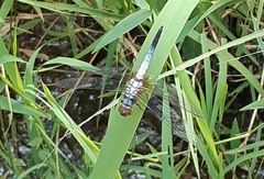 Brachydiplax chalybea