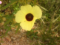 Hibiscus surattensis