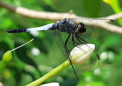 Brachydiplax farinosa