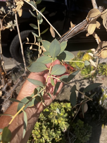 Channel Islands Tree Poppy (Dendromecon harfordii)