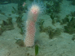 Veretillidae