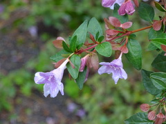 Abelia macrotera parvifolia