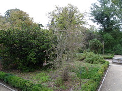 Abelia macrotera parvifolia