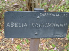 Abelia macrotera parvifolia