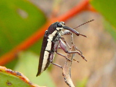 Rhinotia suturalis