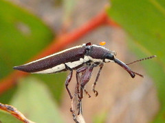 Rhinotia suturalis