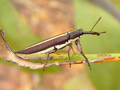 Rhinotia suturalis