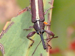 Rhinotia suturalis