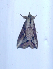 Lepidoptera