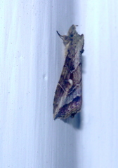 Lepidoptera