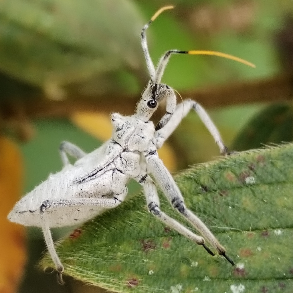 Harpactor rhombeus