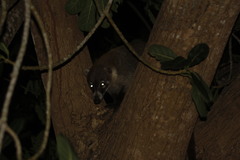 Nasua narica yucatanica