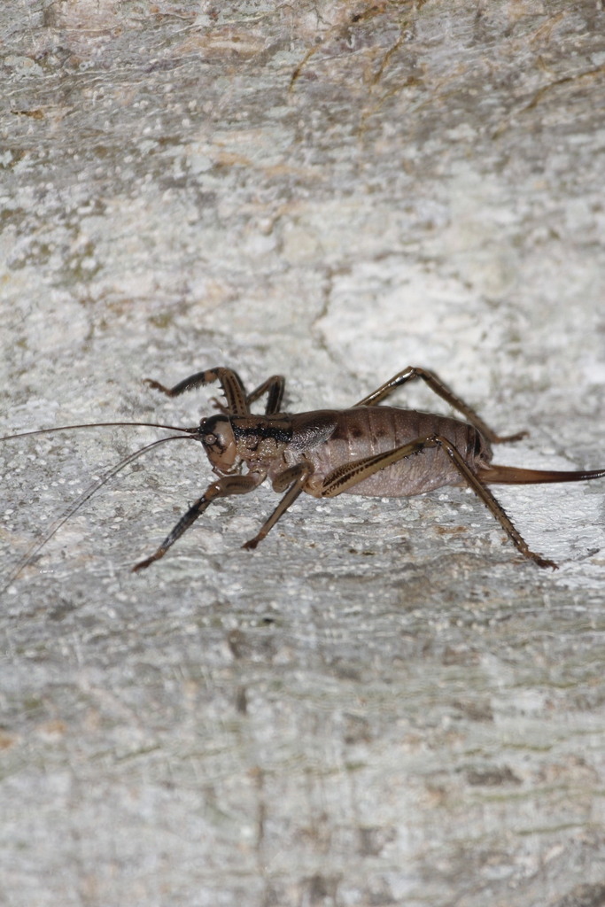 Nesoecia insignis