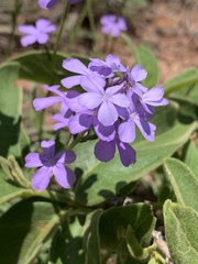 Buchnera longespicata