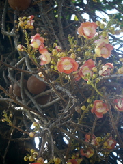 Couroupita guianensis