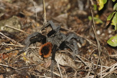 Tliltocatl epicureanus